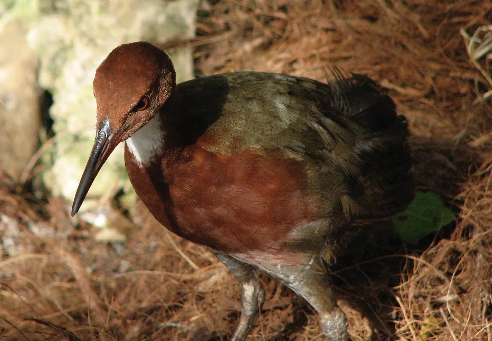 #3 – The Aldabra Rail: The Bird That Basically Evolved Back From the Dead (By desertnaturalist, CC BY 4.0)
