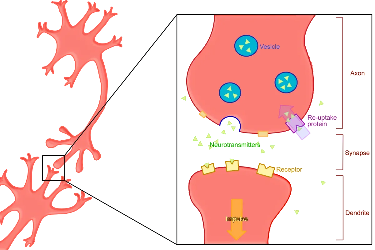 Wiring Changes: Synapses, Proteins, and the Making of Long-Term Memory (Image Credits: Wikimedia)