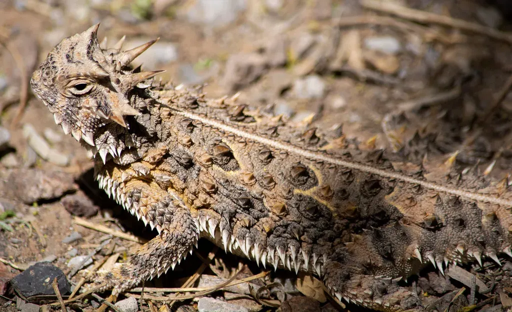 When Camouflage Is Not Enough: Backup Defenses You Still Need (Image Credits: Flickr)