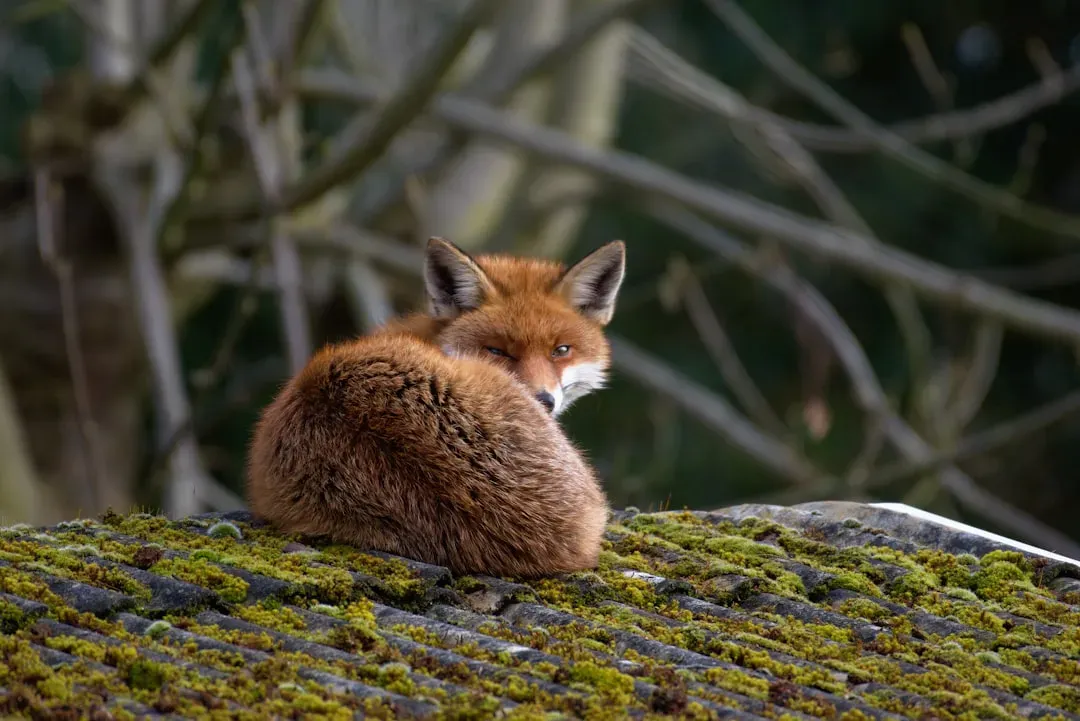 Pisces: The Dreaming River Fox Between Worlds (Image Credits: Unsplash)