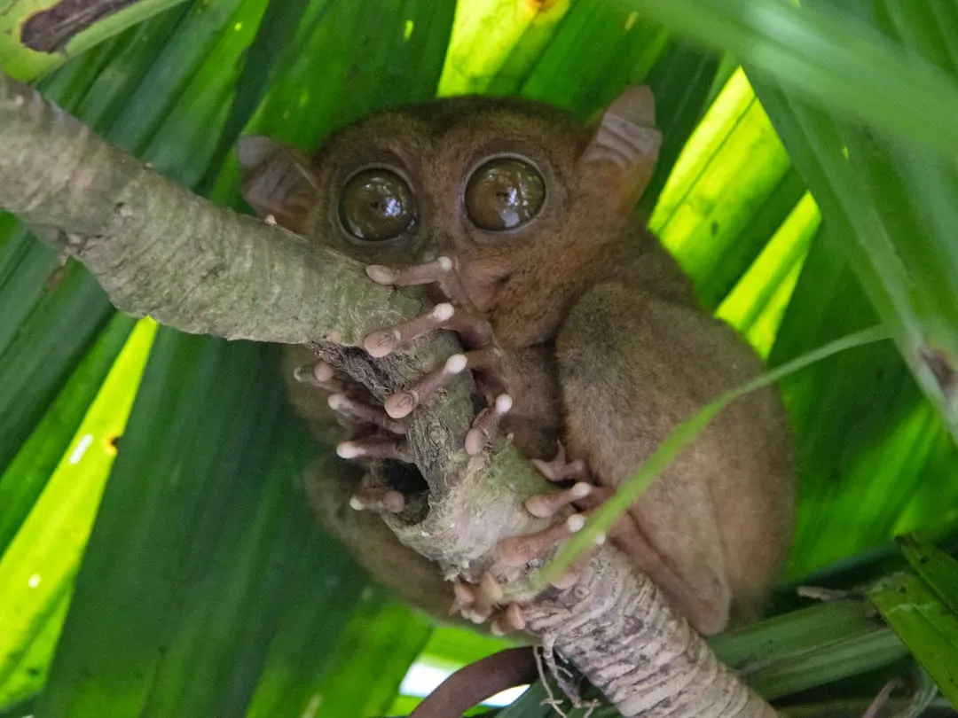 10. Tarsier: Night Vision with Supersized Eyes (Image Credits: Unsplash)