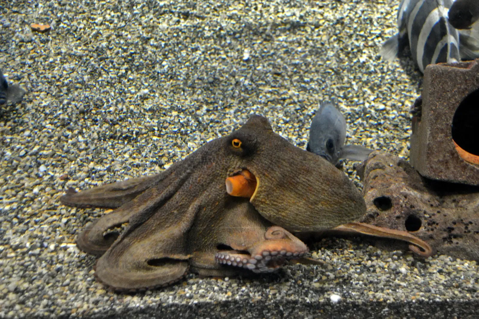 10. Breaking Out of Tanks Like Undersea Houdinis (By Kingfisher, CC BY-SA 3.0)