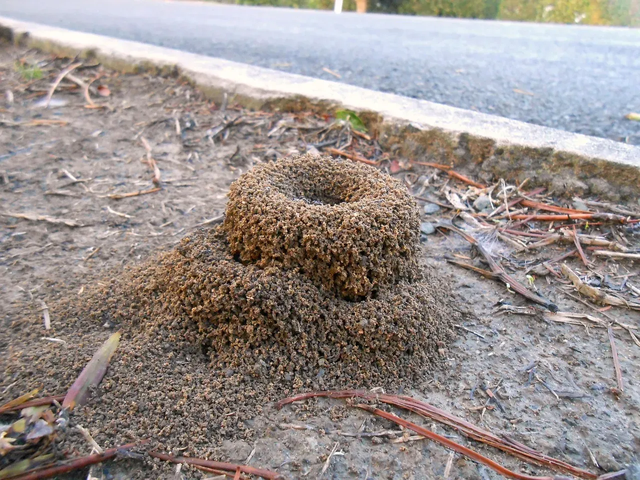Ants Build Higher Mounds When Rain Approaches (Image Credits: Pixabay)
