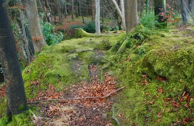 Underground Trading: Carbon, Nutrients, and Favors (From geograph.org.uk, CC BY-SA 2.0)