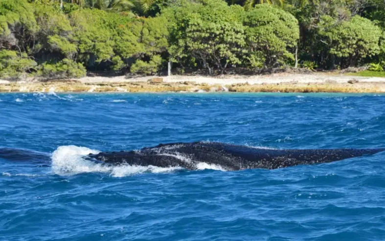 #8 - The Pygmy Right Whale Is Still Better Known From Skeletons Than From Living Behavior (Image Credits: Pexels)