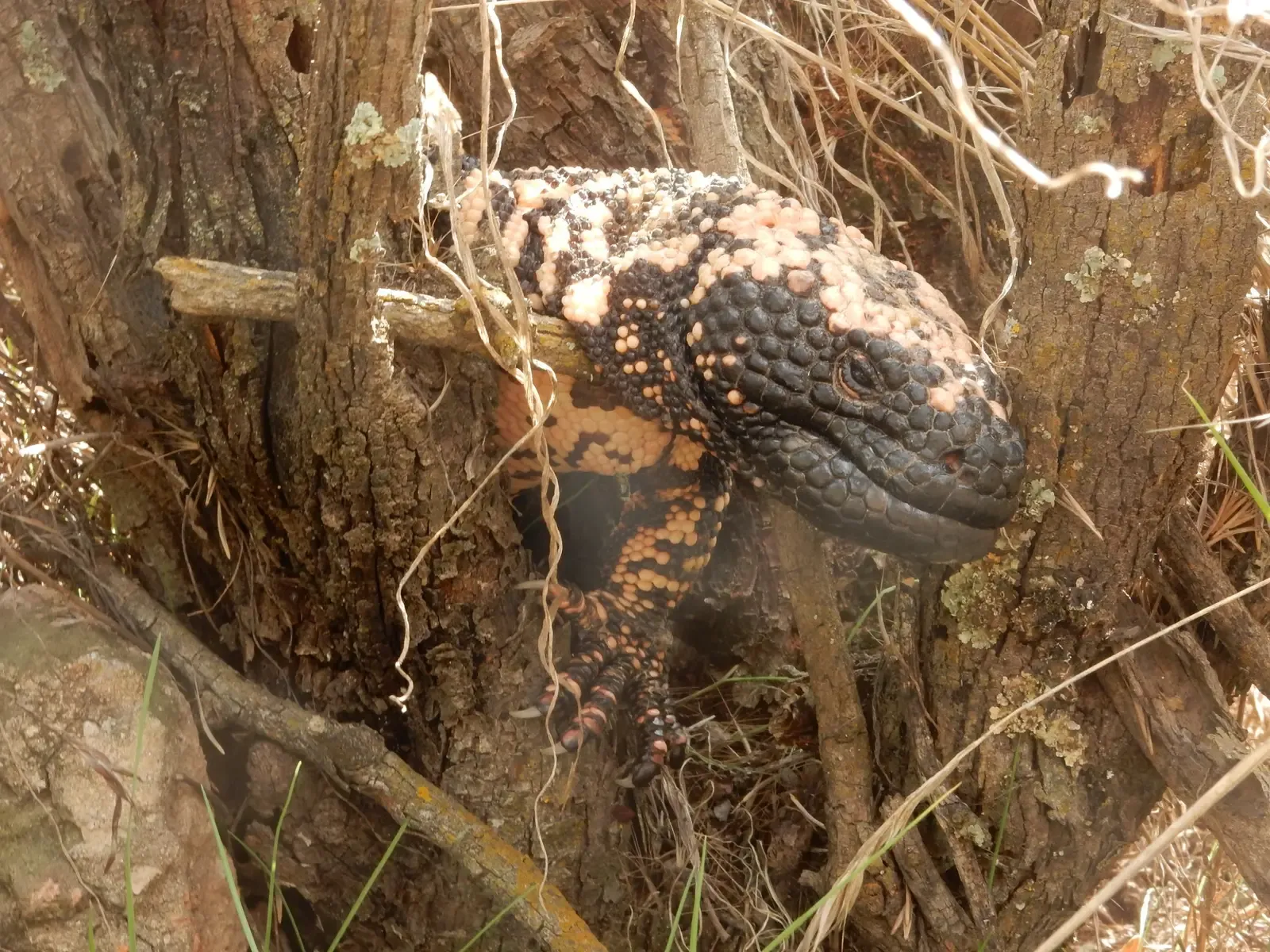 They Can Eat One-Third of Their Body Weight in a Single Meal (Image Credits: Wikimedia)