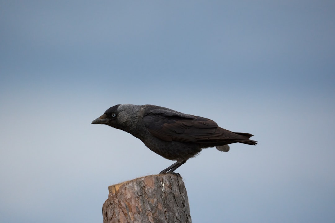 Curiosity at Work: Puzzles, Plans, and Play (Image Credits: Unsplash)