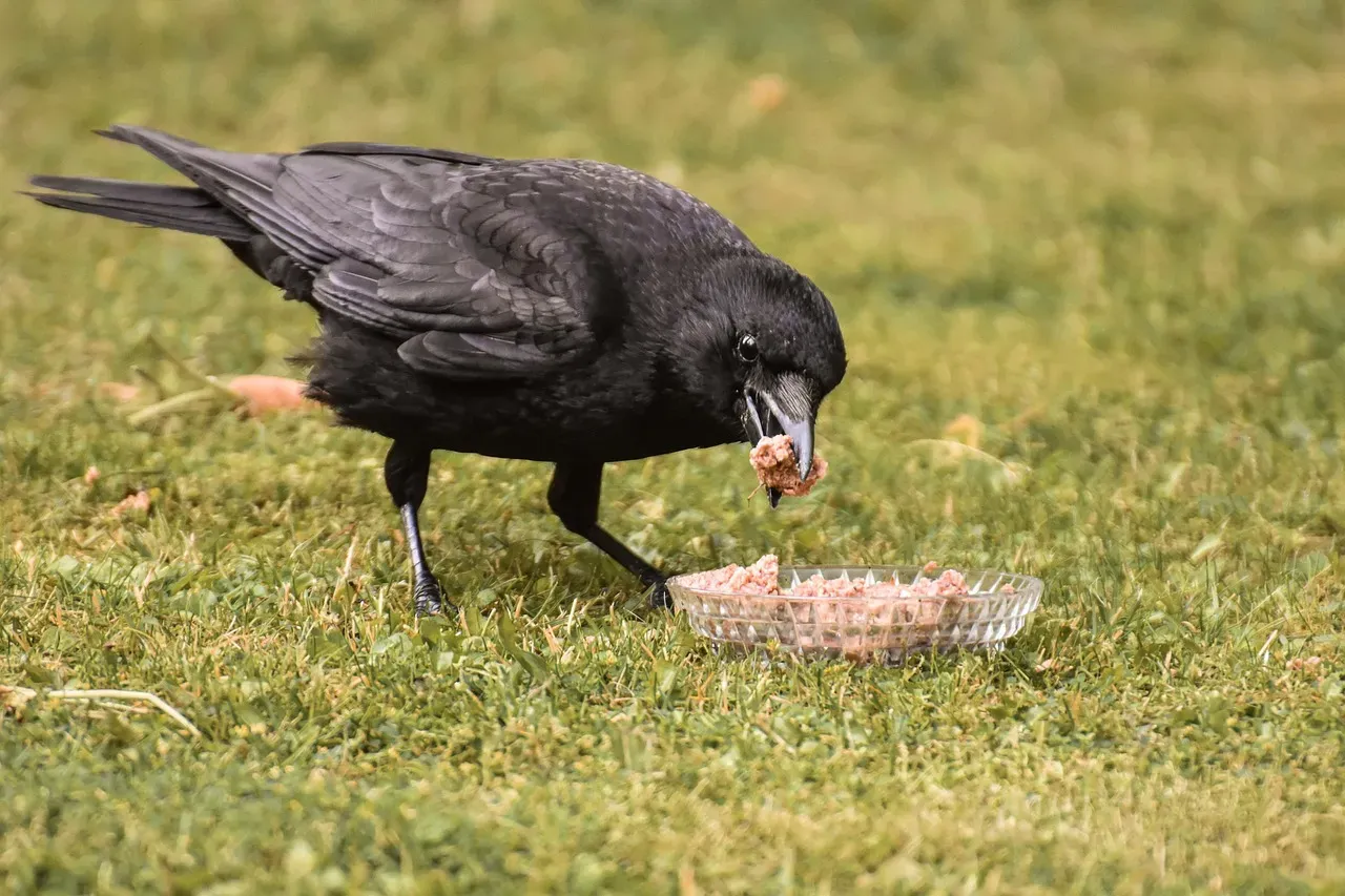 Ethical Crow-Friending: Feeding Without Causing Harm (Image Credits: Pixabay)