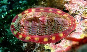 The Deep-Sea Chiton Named by the Internet (Image Credits: Chiton: Wikipedia)
