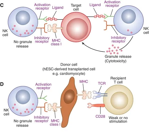 Immune System: A Negotiated Peace Treaty With the Non-You ([1] Direct
StemBook Figure 1 Proposed pathways of interaction between transplanted hESC derivatives and the immune system continued.Drukker, M., Immunological considerations for cell therapy using human embryonic stem cell derivatives (December 16, 2008), StemBook, ed. The Stem Cell Research Community, StemBook, doi/10.3824/stembook.1.14.1, http://www.stembook.org., CC BY 3.0)