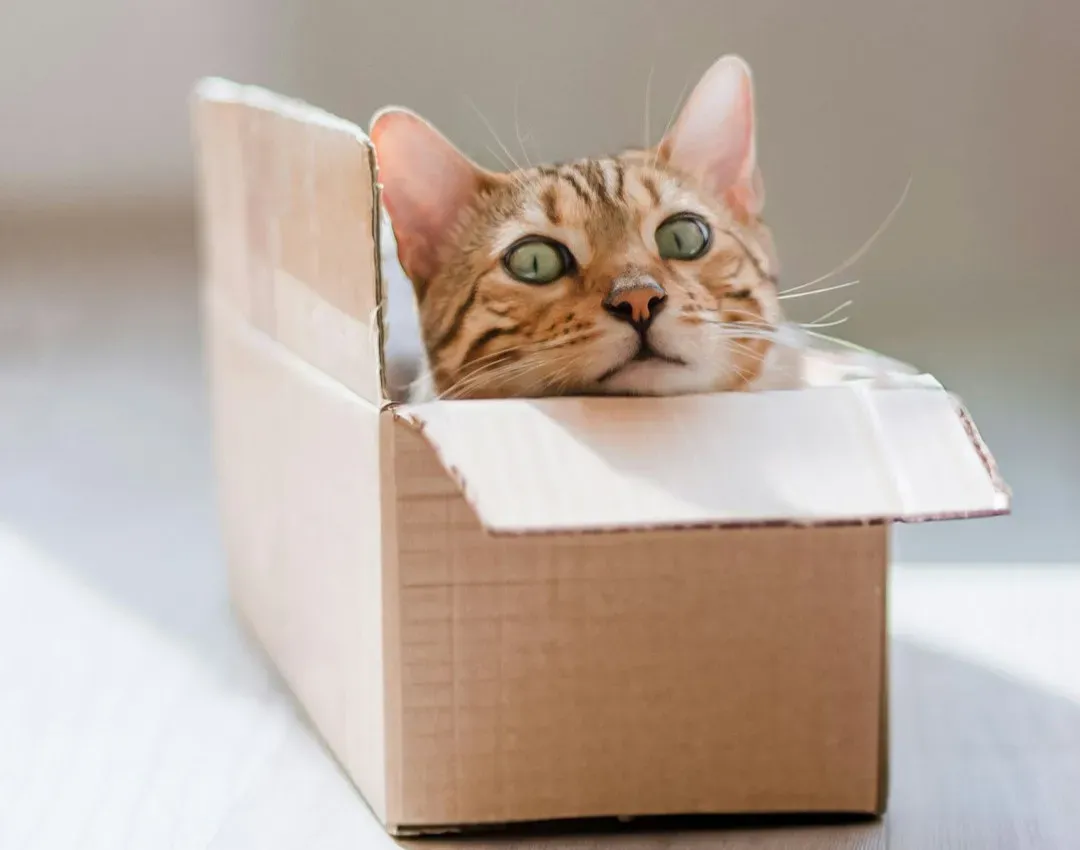 2. Schrödinger’s Cat: Alive, Dead, and Everything in Between (Image Credits: Unsplash)
