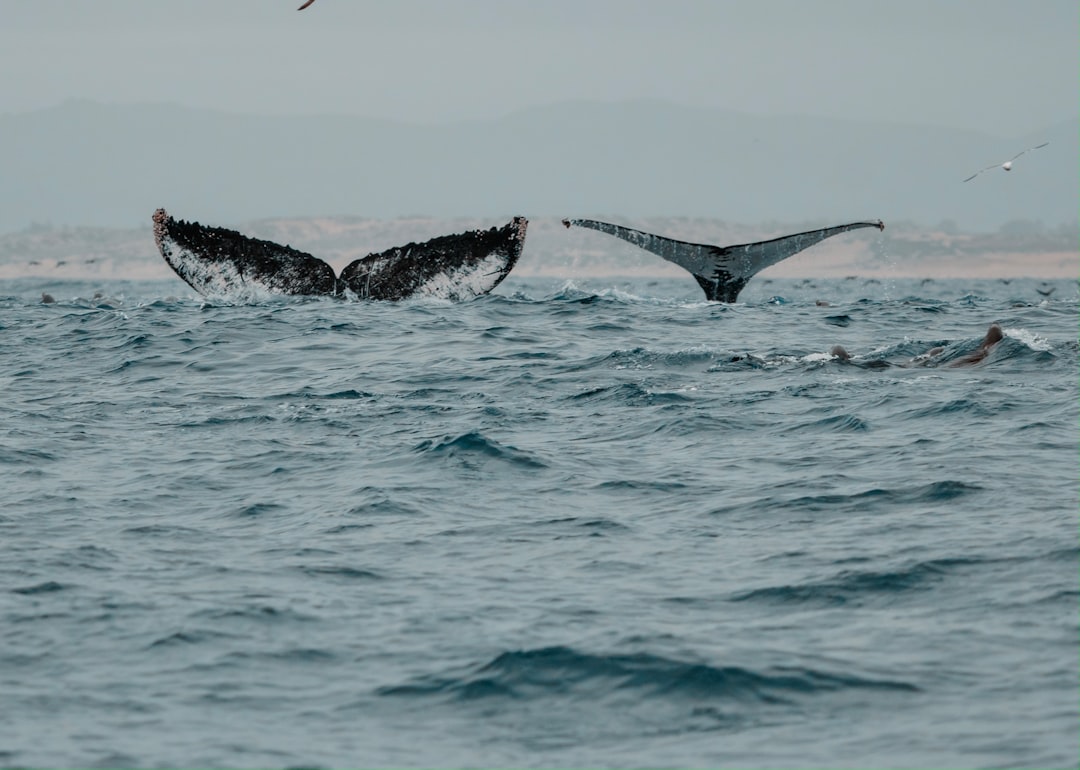Solutions and Conservation Efforts (Image Credits: Unsplash)