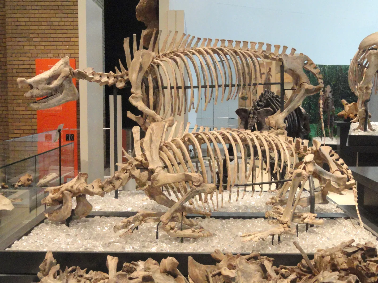 #1 – Morocco's Fossil Market Still Manufactures Chimeras Today (By Daderot, CC0)