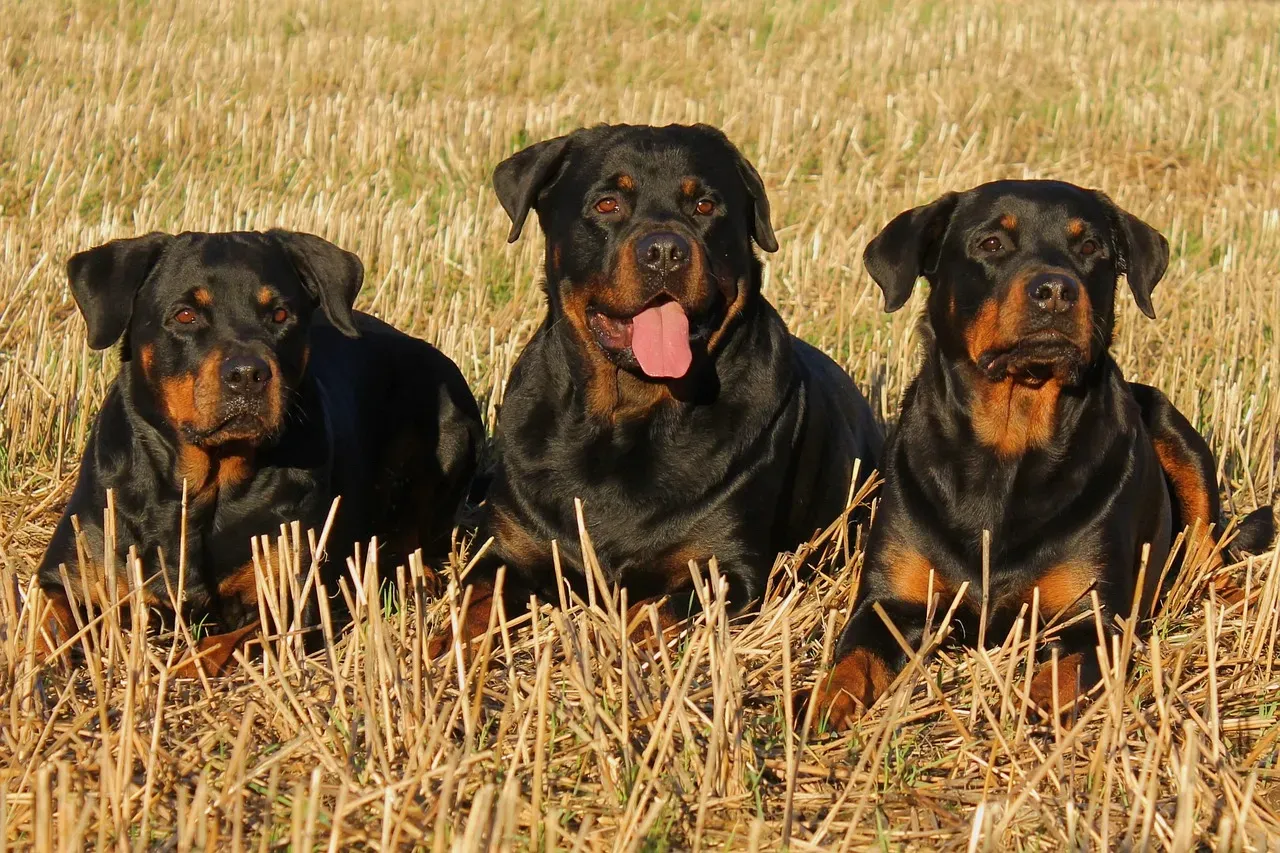 7. Rottweiler (Image Credits: Pixabay)