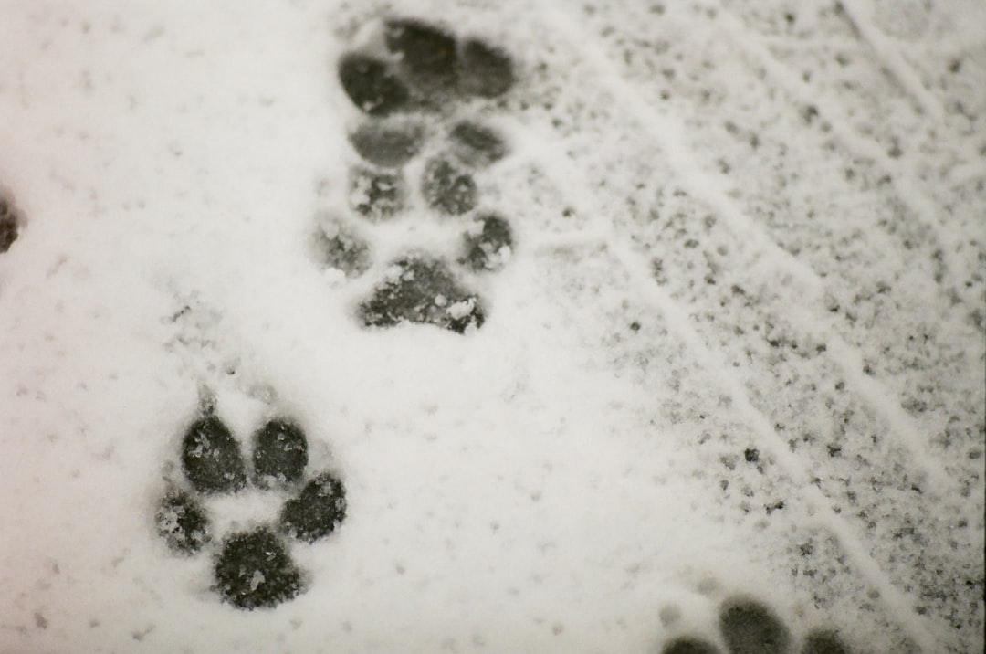 The Hidden Clues (Image Credits: Unsplash)