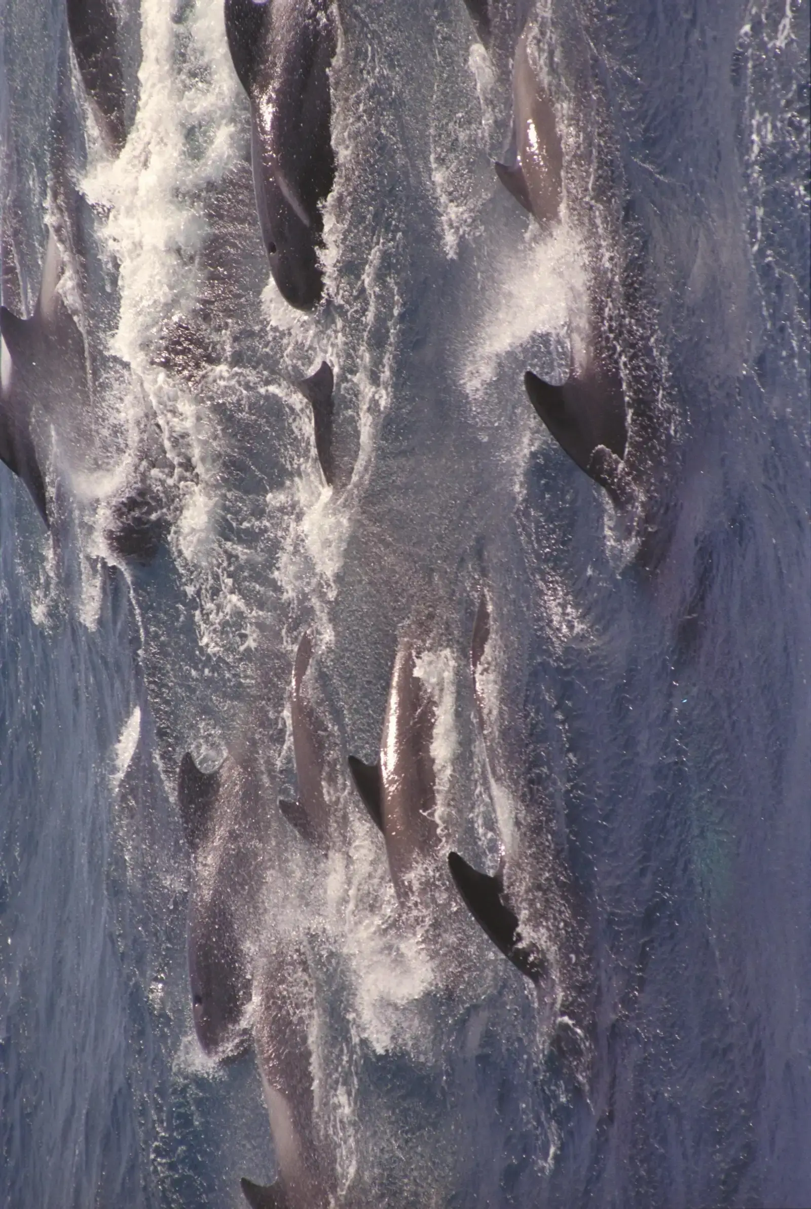 4. Dolphins Herding Pilot Whales to Safety in New Zealand (Troupeau de globicéphales, CC0)