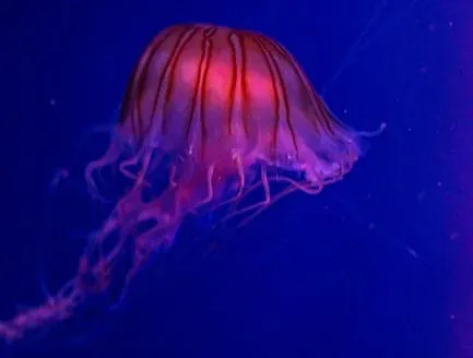 Why Undiscovered Ecosystems Matter For Our Future (Image Credits: Pexels)