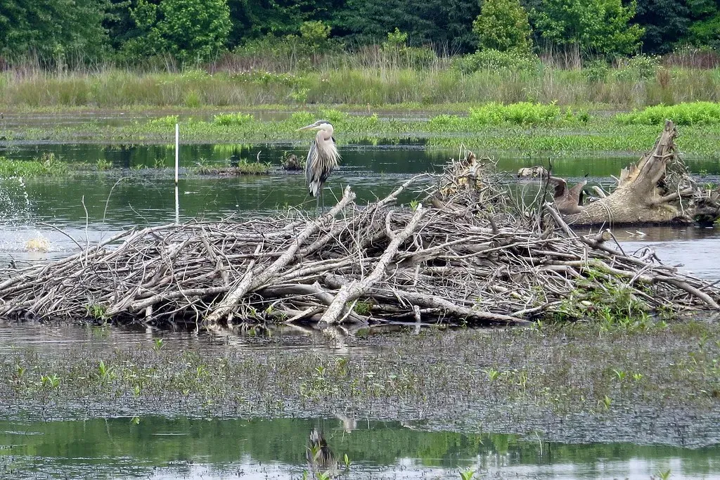 The Science Behind Saturated Landscapes (Image Credits: Flickr)