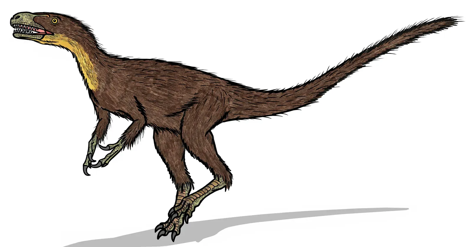 8. Dilong: The Fluffy Little Tyrant at the Start of the Line (By Conty, CC BY 3.0)