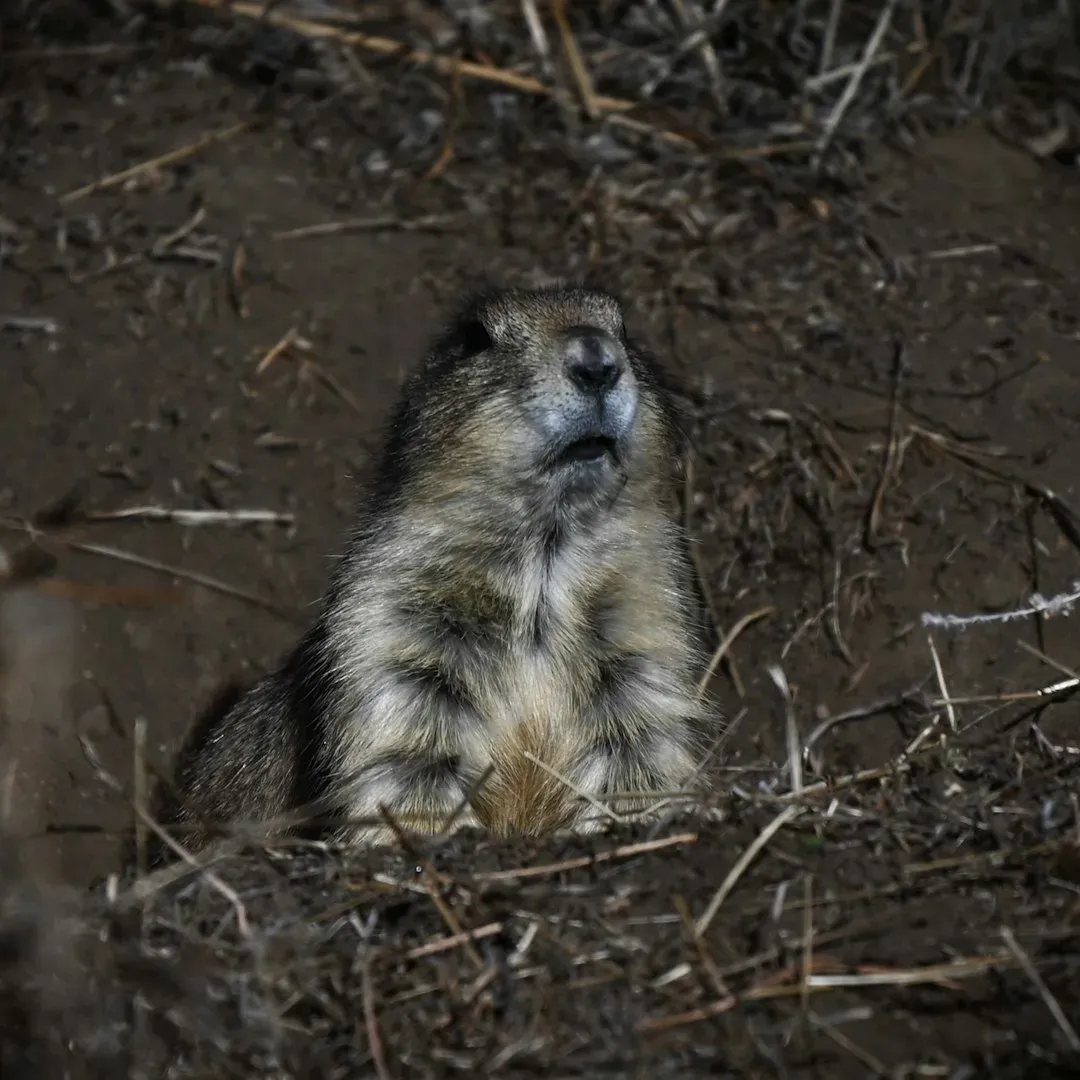 7. You Share Burrowing Instincts With Ancient Underground Survivors (Image Credits: Unsplash)