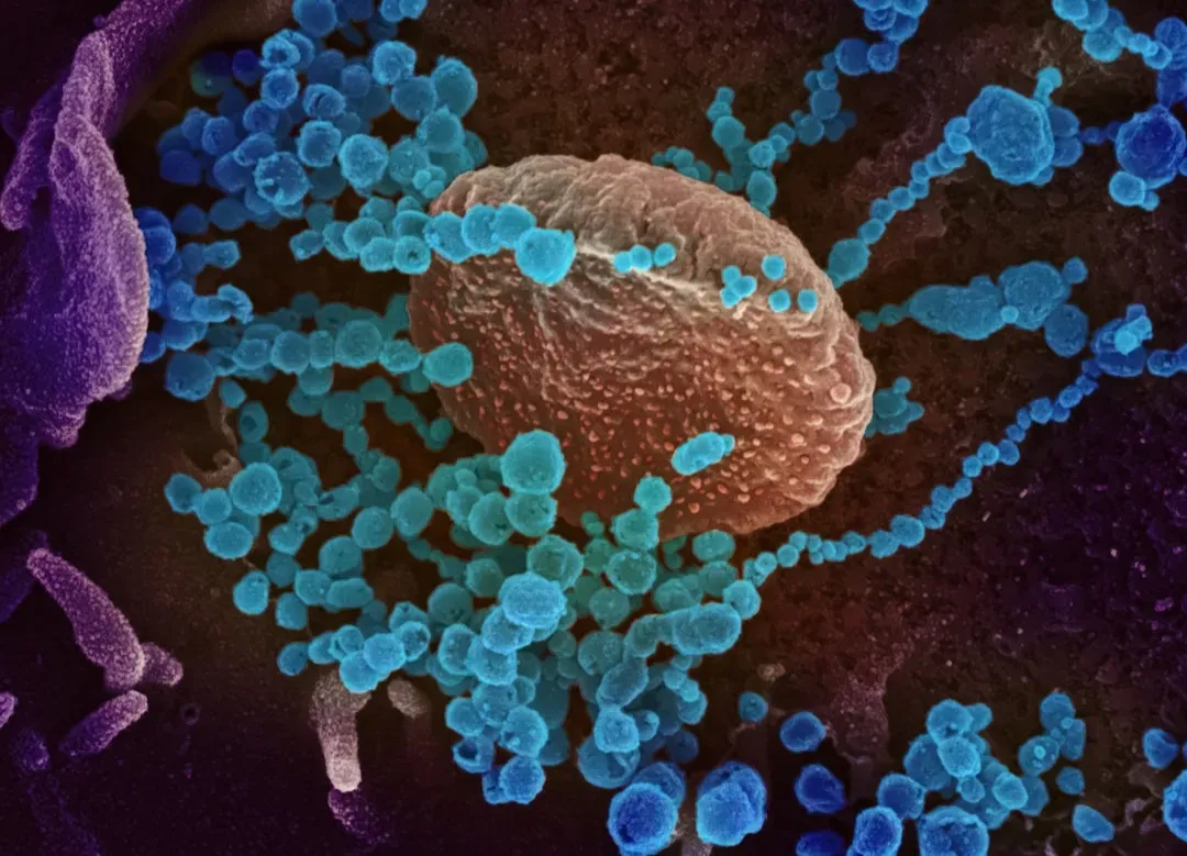 The Dark Side: Pathogens and Pandemics (Image Credits: Unsplash)