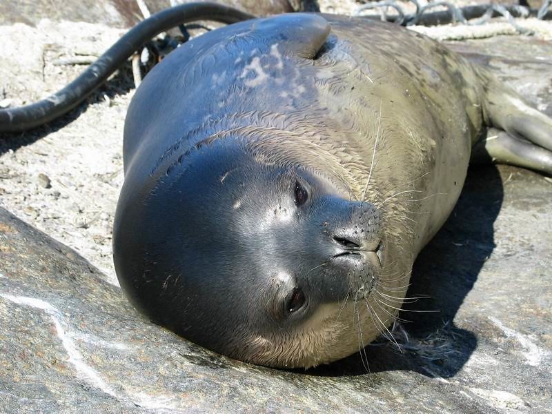 Arctic Survival: Antifreeze Proteins and Blubber Insulation (Image Credits: Flickr)