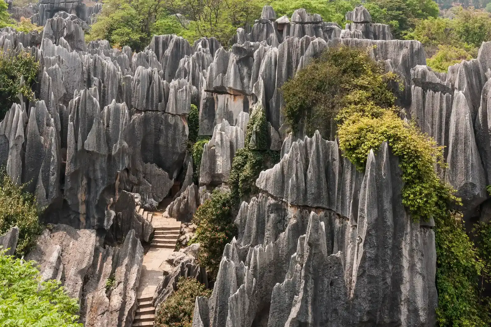 Stone Forest: China's Limestone Labyrinth (Image Credits: Wikimedia)