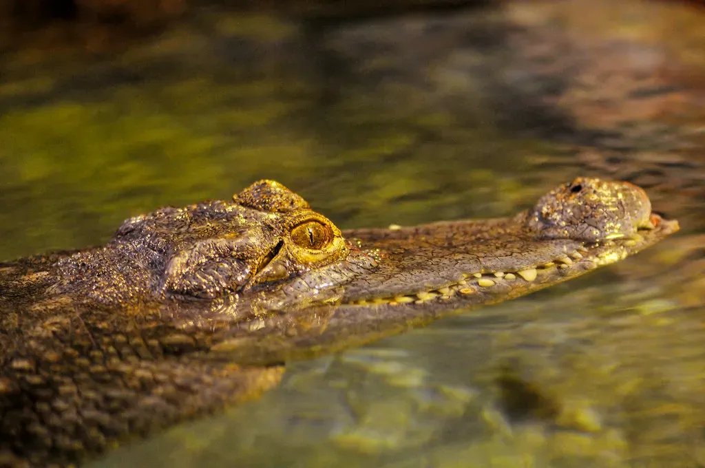Cancer – The Crocodile: Silent Depths And Sudden Emotional Ambush (Image Credits: Flickr)