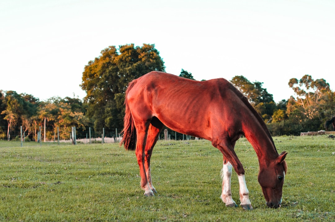 Cleveland Bay: The Coach Horse That Lost Its Coach (Image Credits: Unsplash)