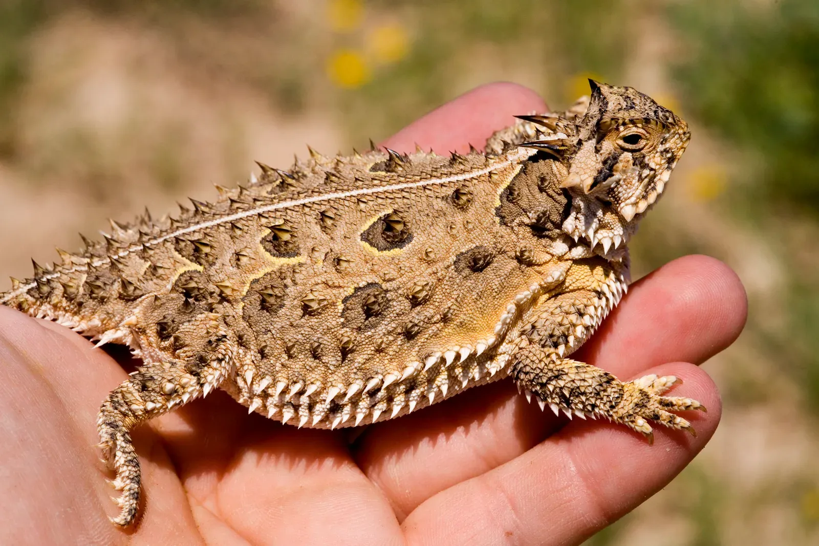 Patterns That Break Your Outline Instead of Just Coloring It (Phrynosoma cornutum, CC0)