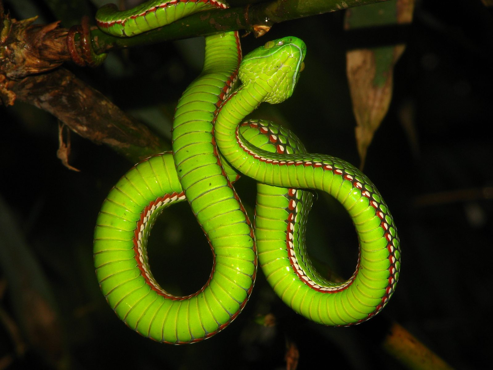 Call to Action: How Everyday Decisions Shape Reptile Survival (Image Credits: Wikimedia)