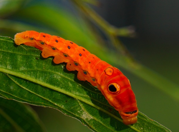 Spicebush Swallowtail: Master of Disguise (Image Credits: Wikimedia)