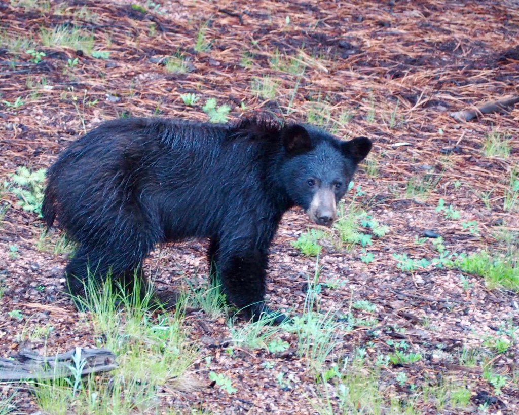 Northwest Colorado Bears the Brunt (Image Credits: Flickr)