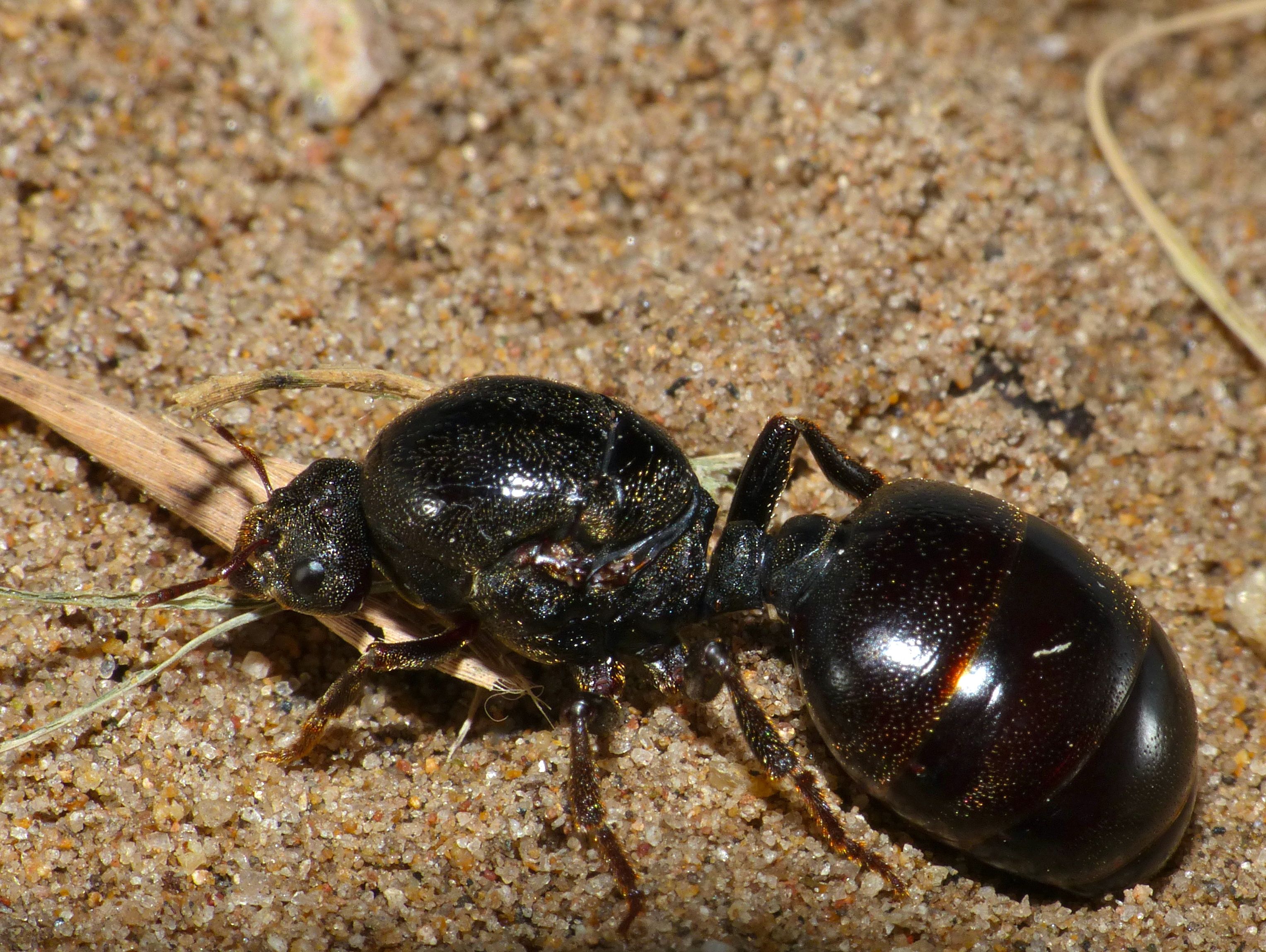 Scorpio: The Commanding Queen Ant (Image Credits: Wikimedia)