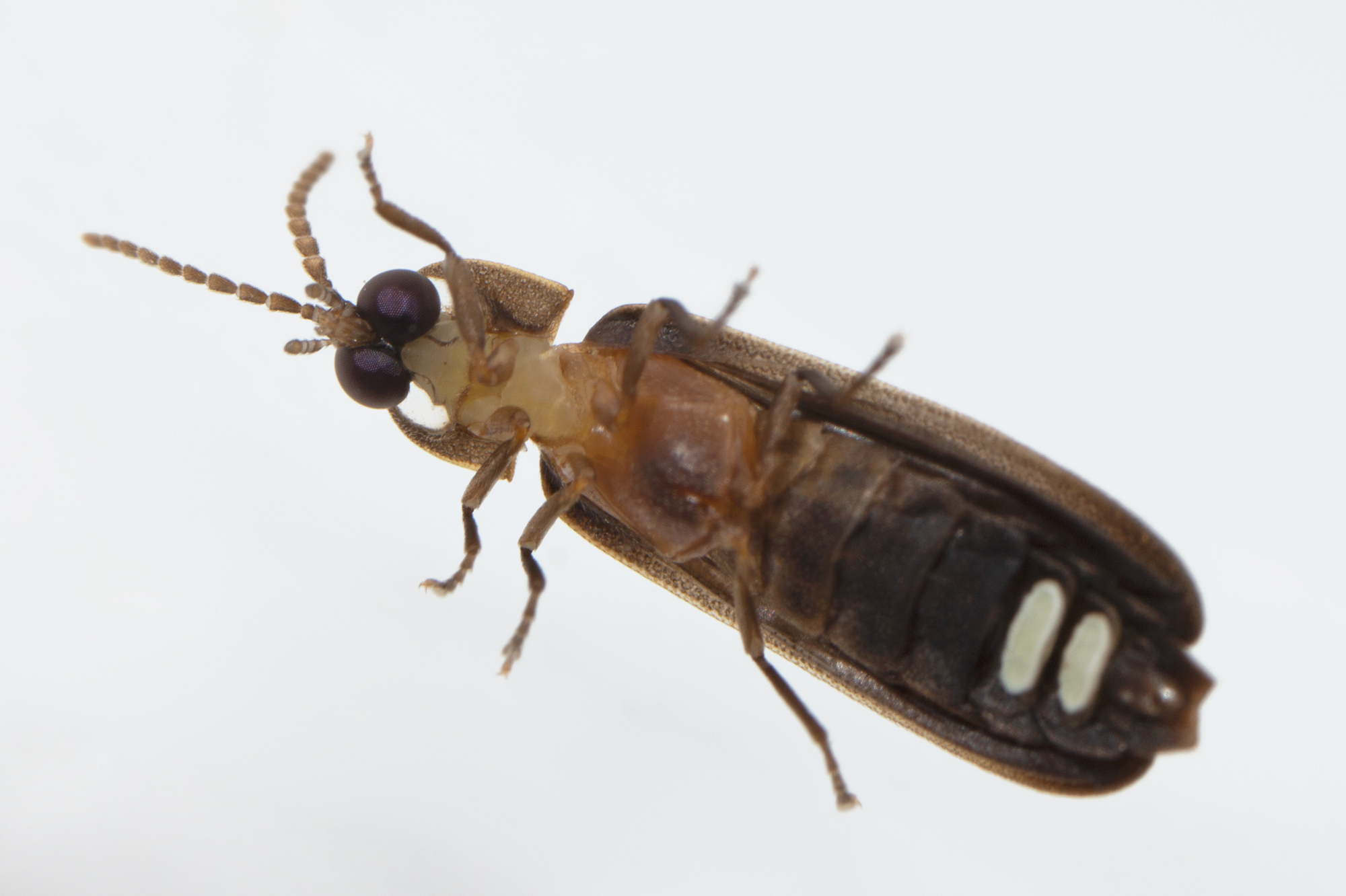 North Carolina: Blue Ridge Mountain Magic (Image Credits: Wikimedia)