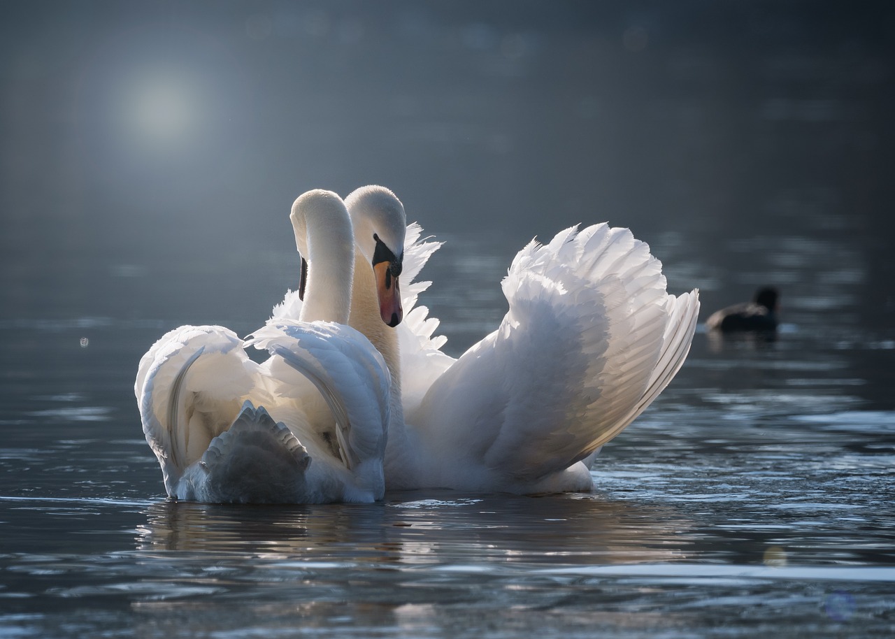 Water Signs: The Emotional Flow of Nature (Image Credits: Pixabay)