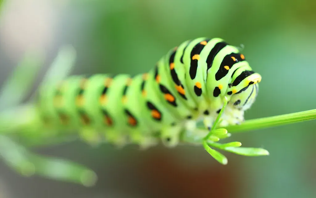 Respect the Tiny Warrior: Rethinking the Humble Caterpillar (• Sawtooth •, Flickr, CC BY-SA 2.0)