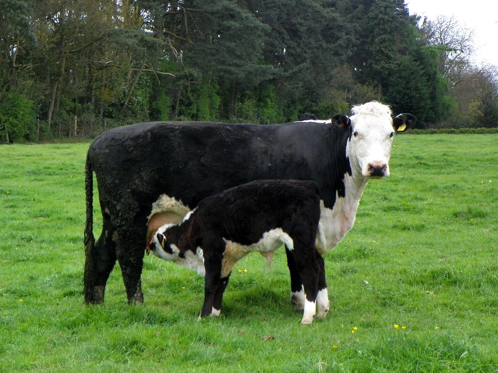 Taurus and the Gentle Cow (Image Credits: Flickr)