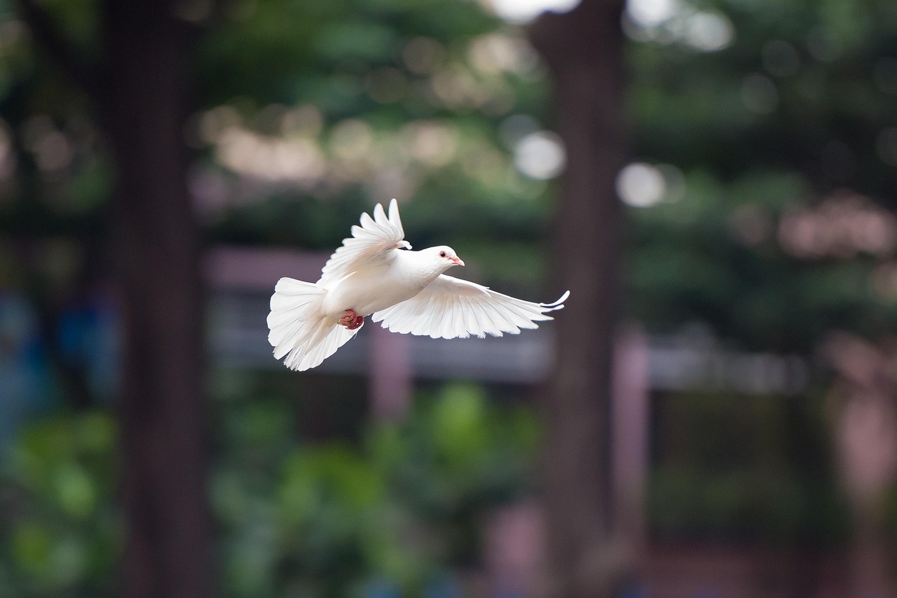 The Peaceful Dove: Symbol of Libra's Diplomatic Nature (Image Credits: Pixabay)