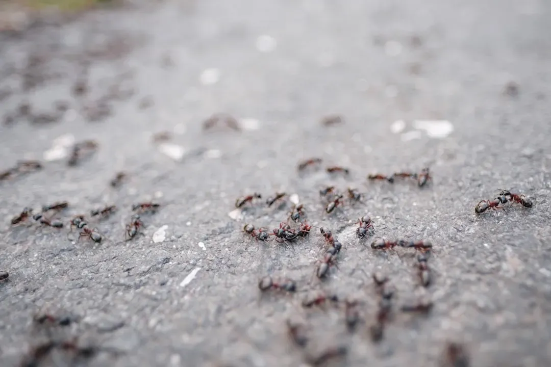 7. Ants: Chemical Trails That Organize Entire Cities (Image Credits: Unsplash)
