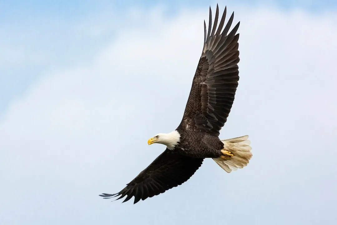 Bald Eagle: From National Symbol to Near Extinction and Back Again (Image Credits: Unsplash)