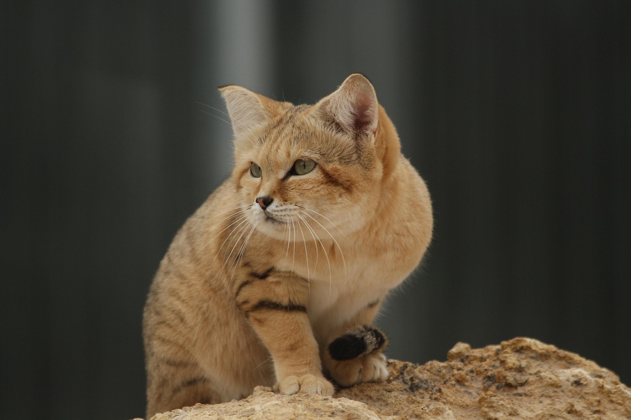The Sand Cat: The Desert Phantom (Image Credits: Pixabay)