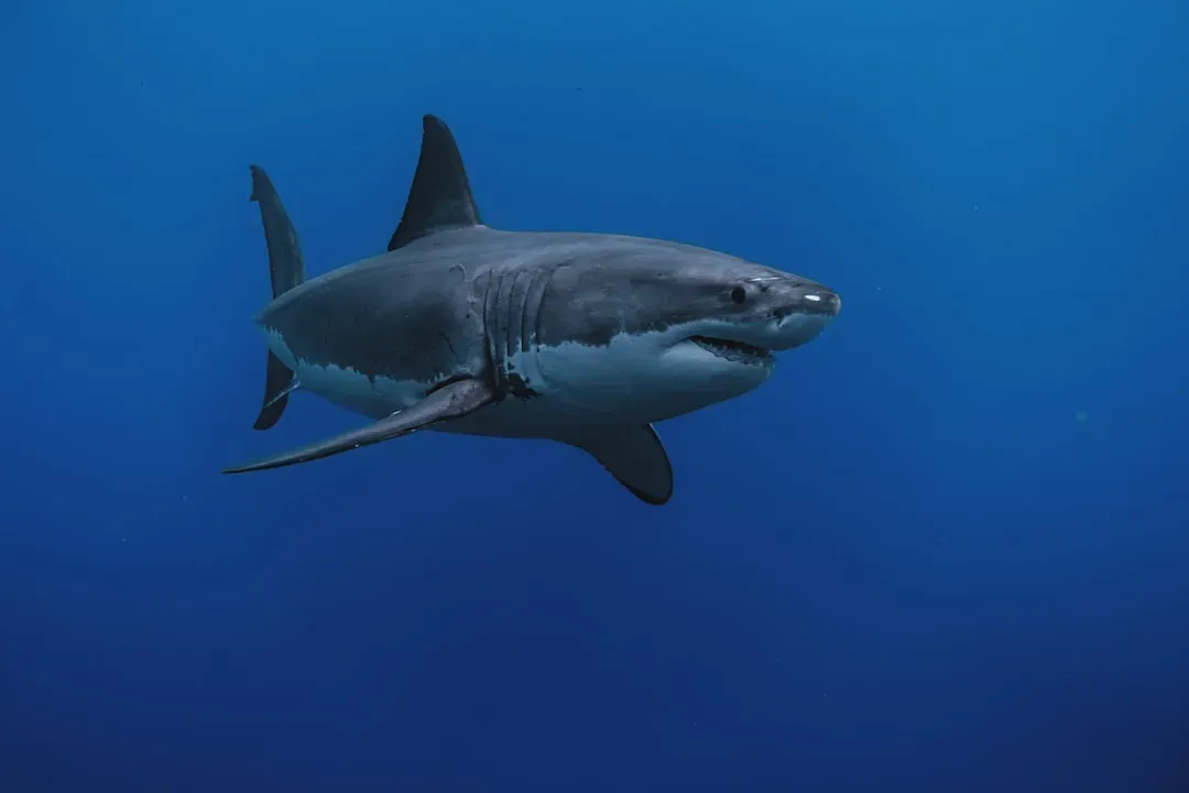 Aries – The Great White Shark (Image Credits: Unsplash)