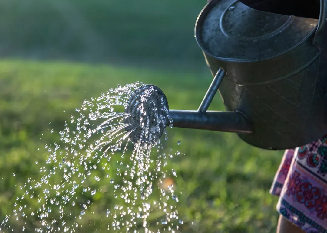 #7 - Water in the Evening to Save Moisture (Image Credits: Unsplash)