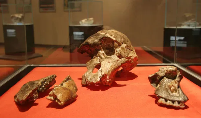 11. Unexpected Fossils in Unexpected Places: When Geography Stops Making Sense (The cranium of an Australopithecus africanus, CC BY 2.0)