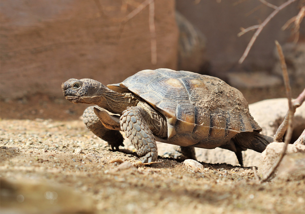 The Desert Tortoise - The Patient Endurer (Image Credits: Flickr)