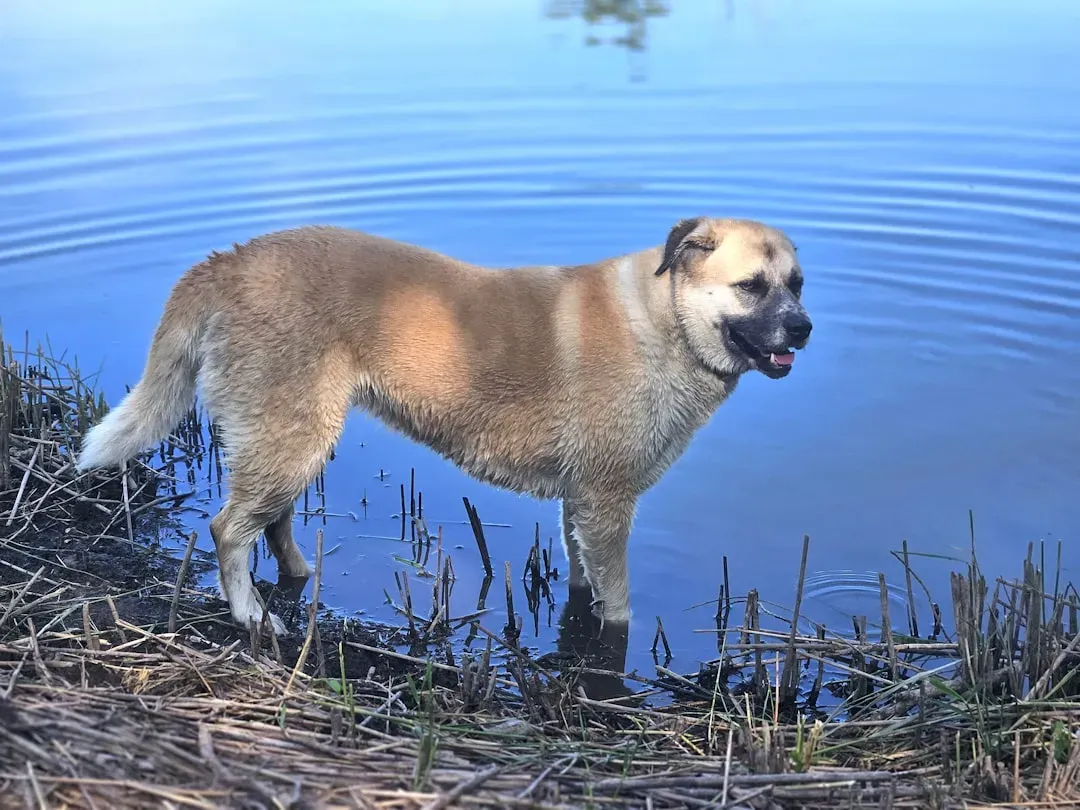 Virgo (August 23 – September 22) vs. The Wildly Messy, Rule-Breaking Tornadoes (Image Credits: Unsplash)