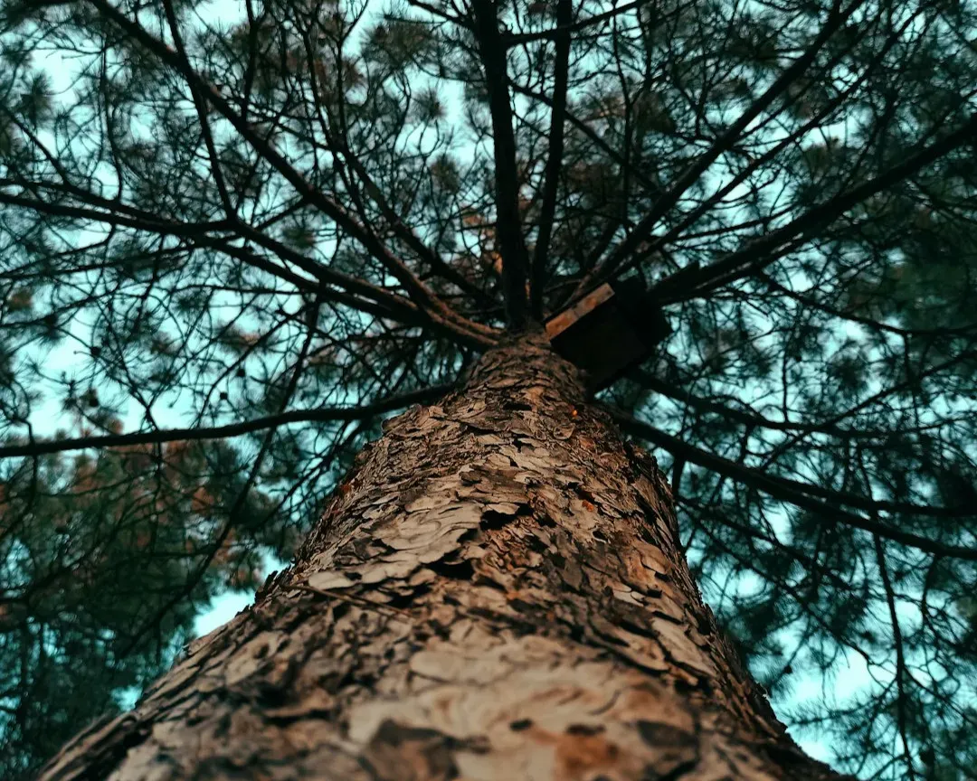 Electricity, Impulses, and the “Nervous System” of Trees (Image Credits: Unsplash)