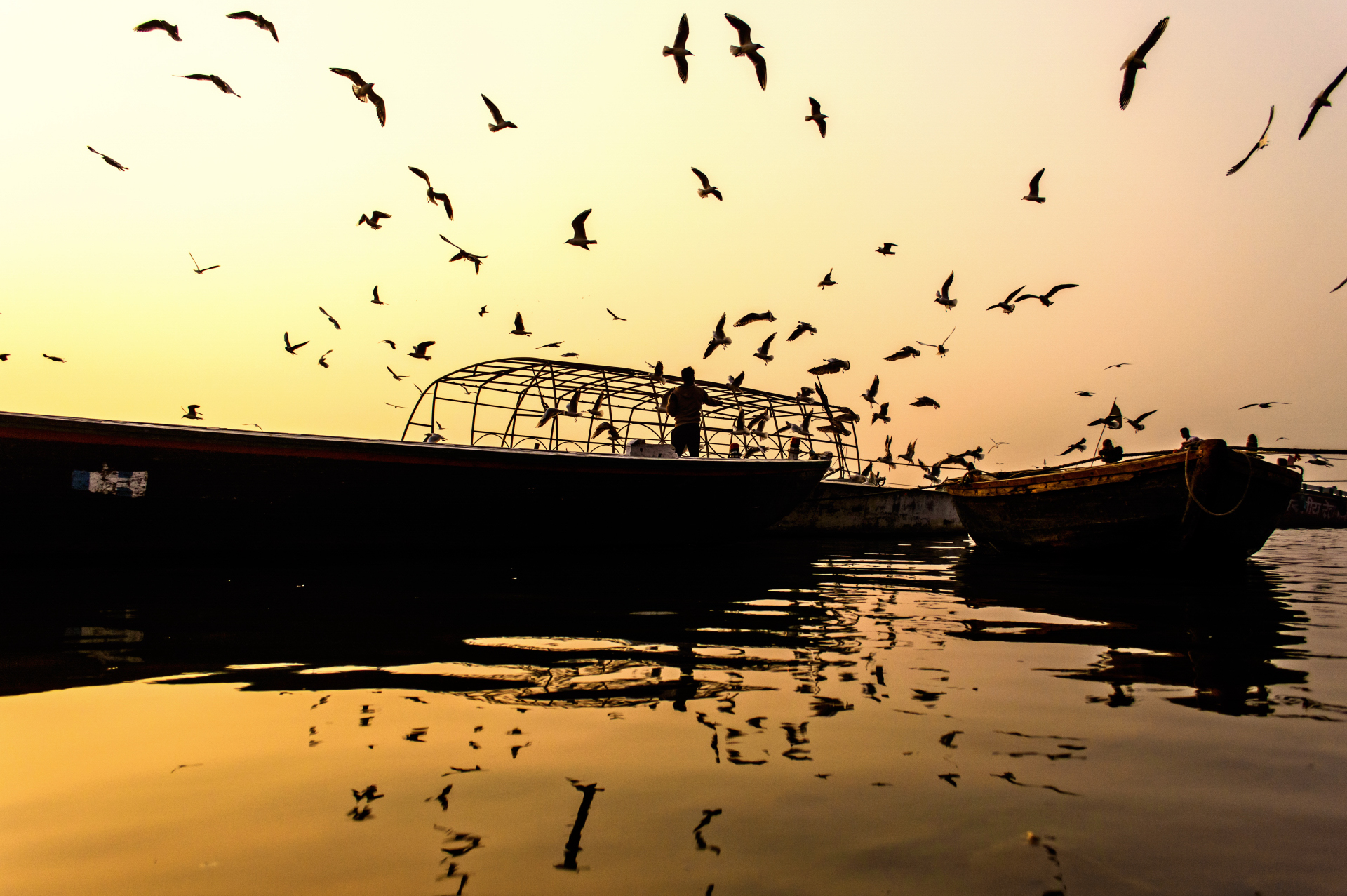 How They Find the Way (Image Credits: Wikimedia)