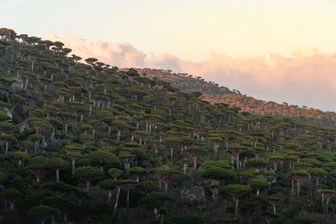 3. Socotra, Yemen – The Island That Forgot It’s On Earth (Image Credits: Unsplash)